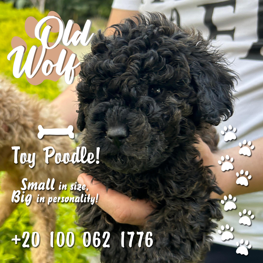 Black Toy Poodle