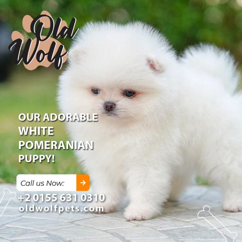 White Pomeranian