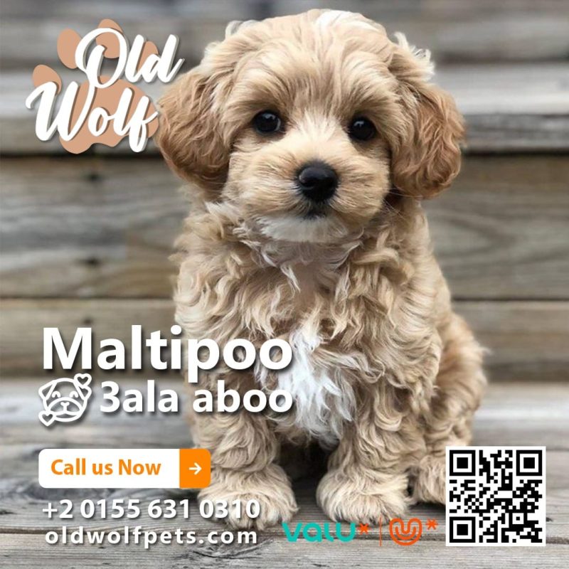 Maltipoo puppy